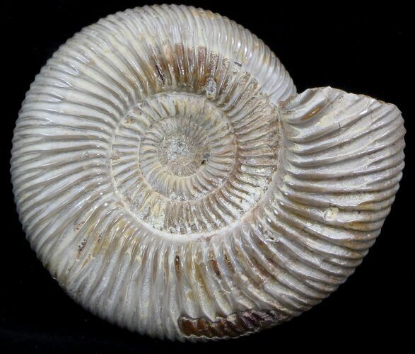 Perisphinctes Ammonite - Jurassic #36930